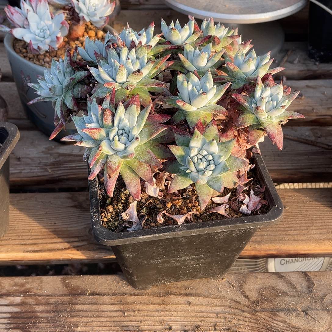 晨溪园艺仙女杯呀