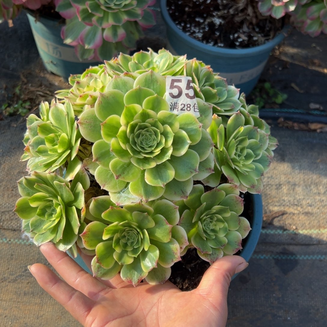 多肉植物552伊丽莎白