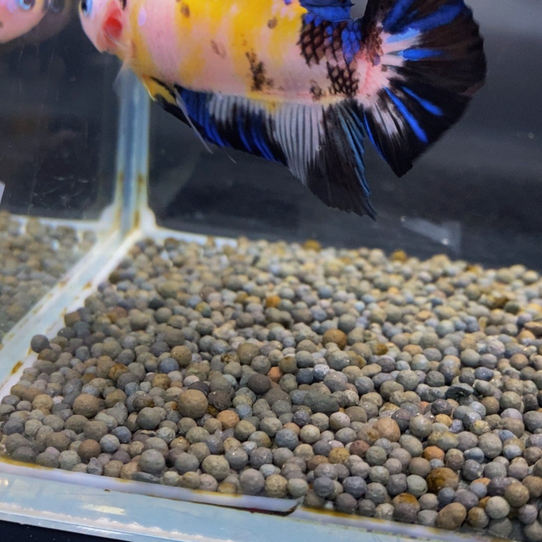 斗鱼299巨斗11111