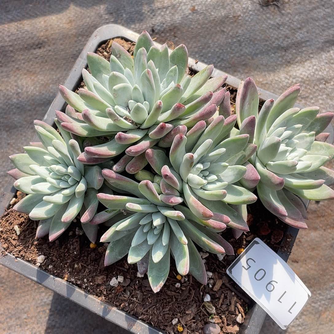 刘丹杂交老桩11905