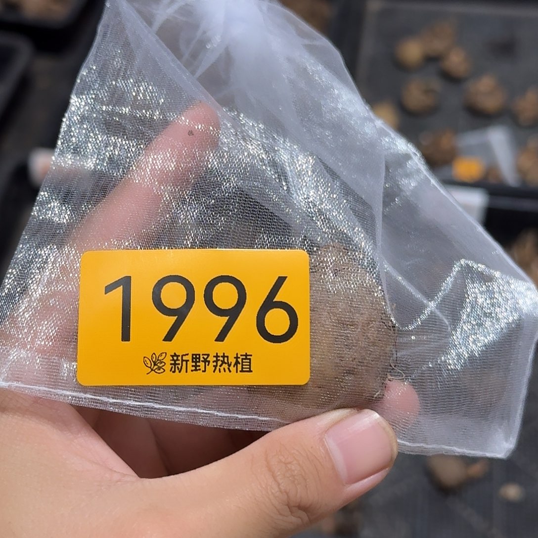 完全开放1996初恋裸球