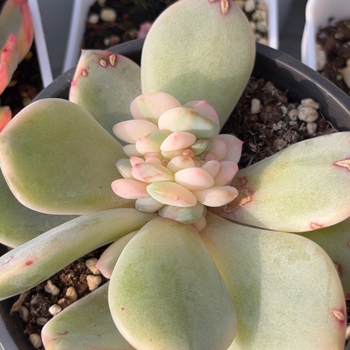 橙梦露锦缀化一颗价格