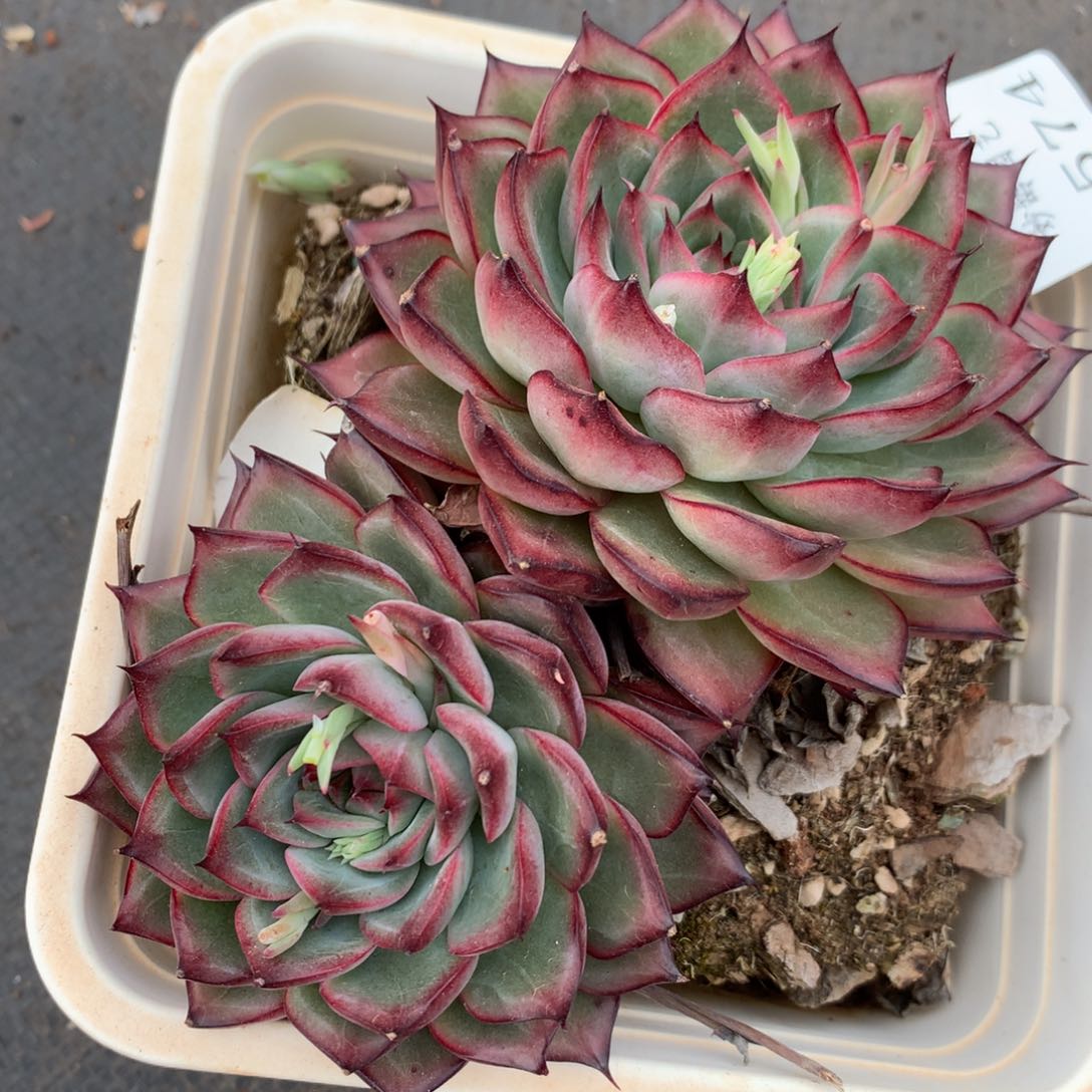 3574杂交多肉植物