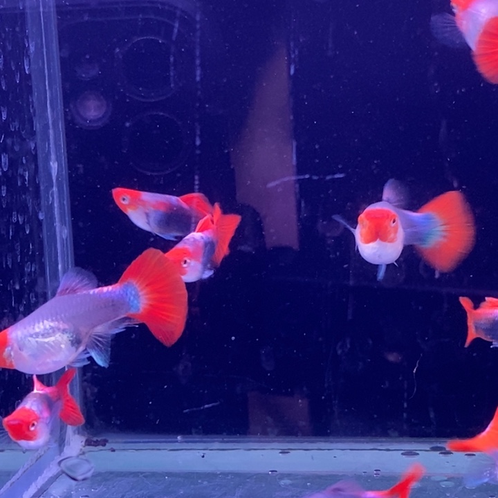 孔雀鱼小蓝贵短球10条包邮