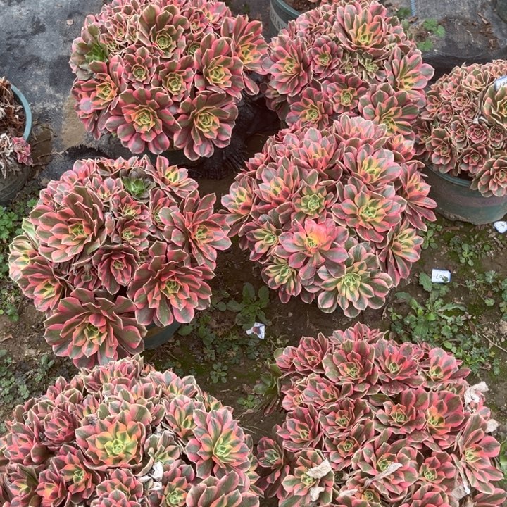 无***痕无痕十颗多肉植物法师