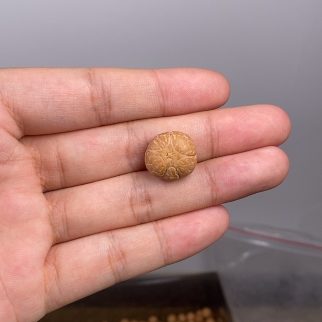 【闪购商品】凤眼菩提手串T***默凤眼菩提五星三通17mm