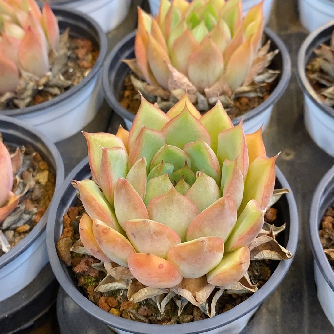 团。宝莲灯。福利多多