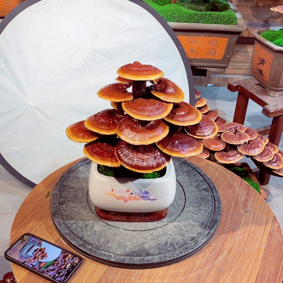 发财树发财树发财树