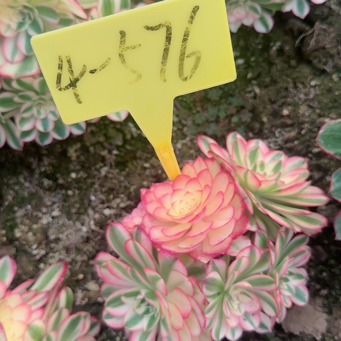 4-576---多头多肉植物