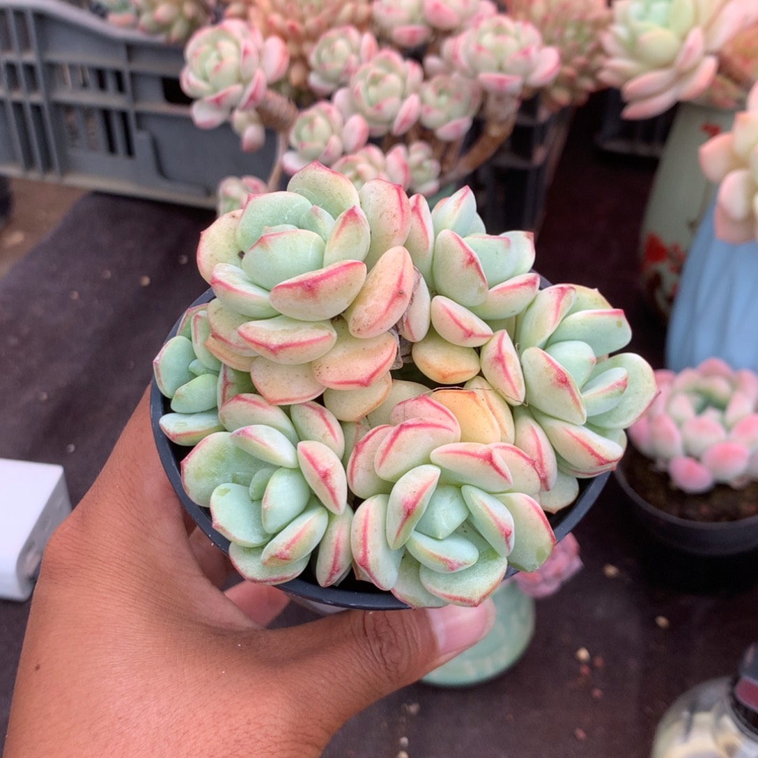 你说了一天不吃我给