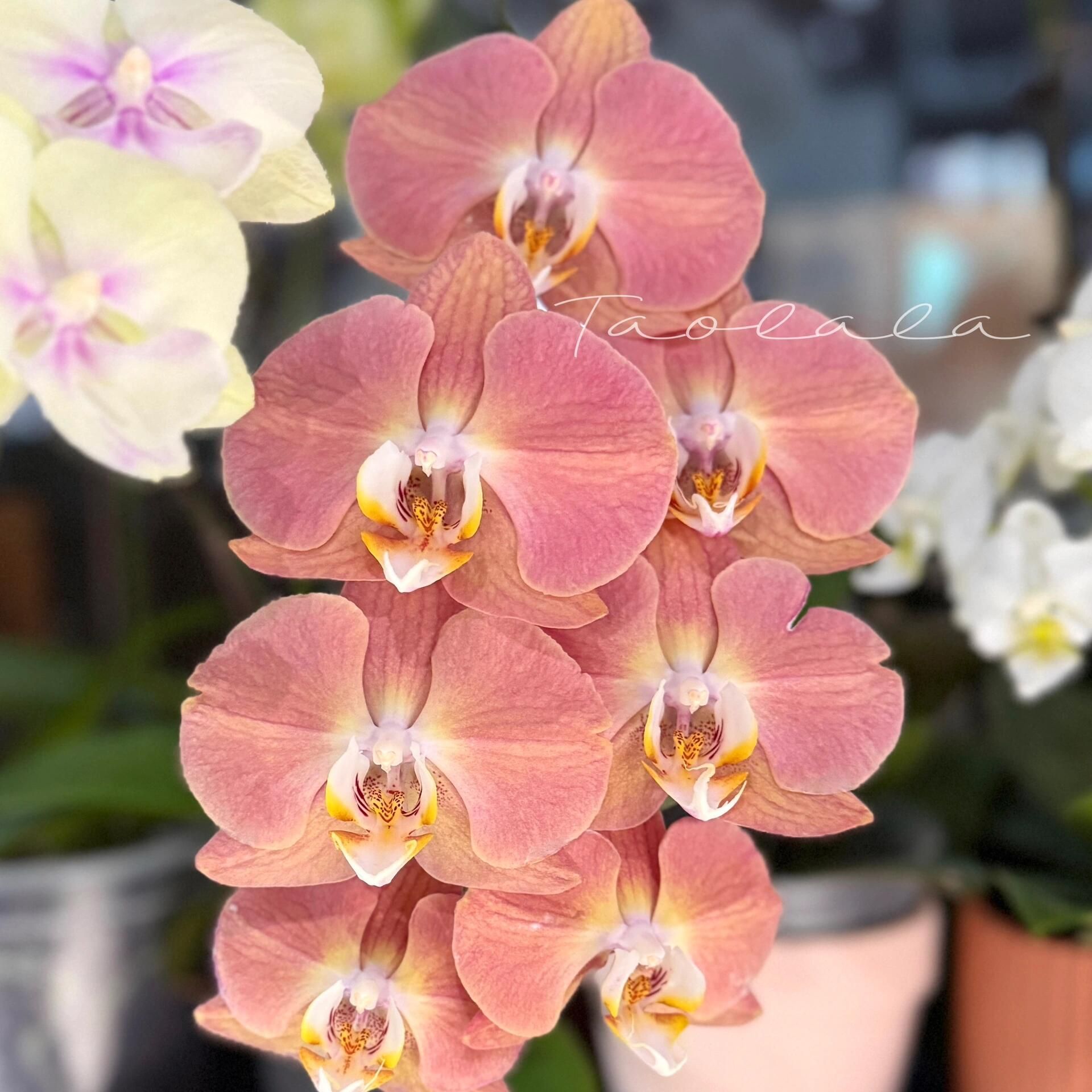 【三文鱼】精品蝴蝶兰花室内阳台办公室高端花卉绿植盆栽年宵花