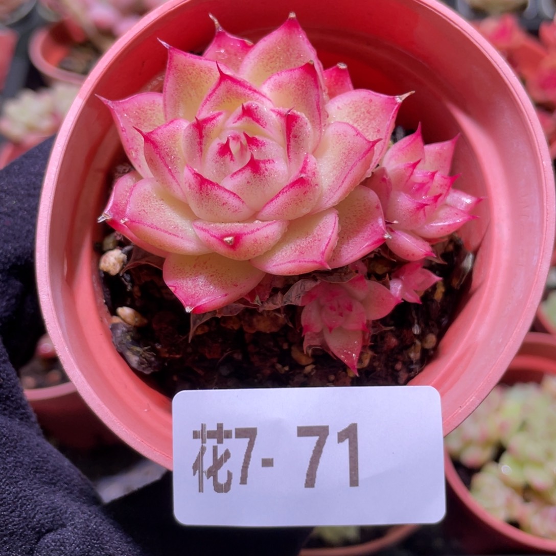 花利美7-71麦秆群