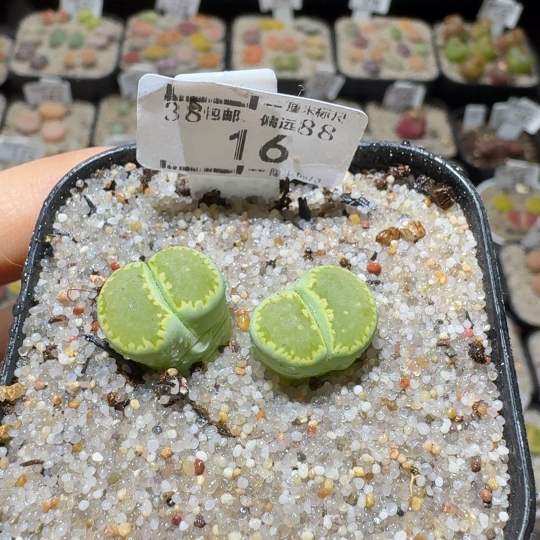 Sss清仓便宜出16饼