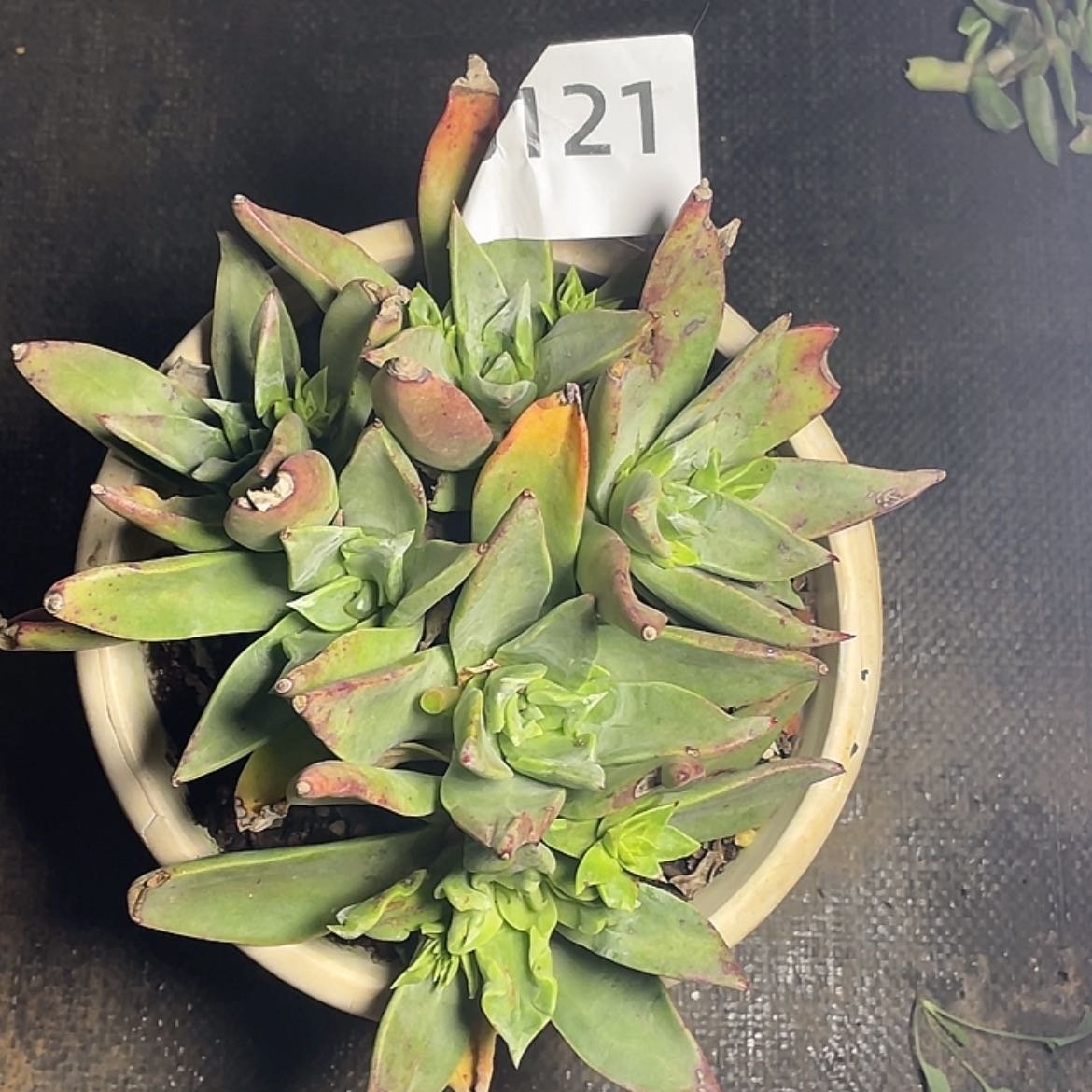 【闪购商品】一代大法