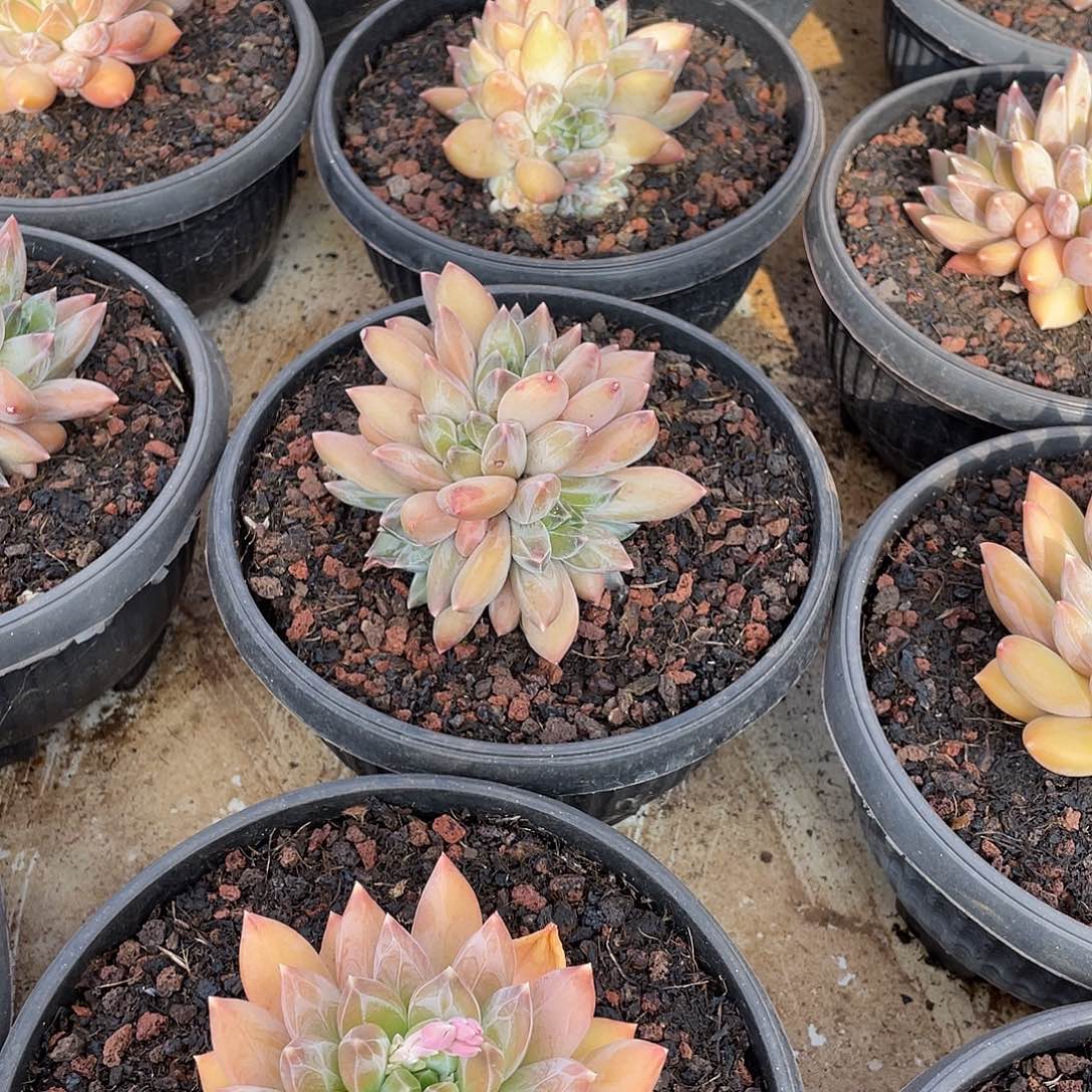 鱼****多肉植物福力链接