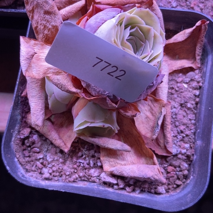 H***o7722山地玫瑰花群