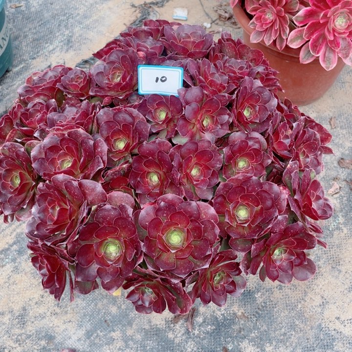 10老庄多肉法师魅金