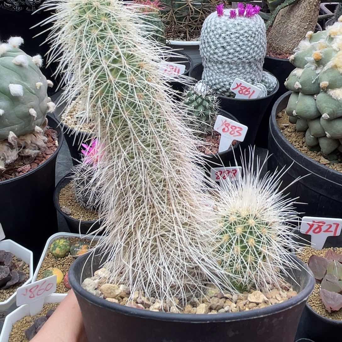 实生白发虾仙人球多肉