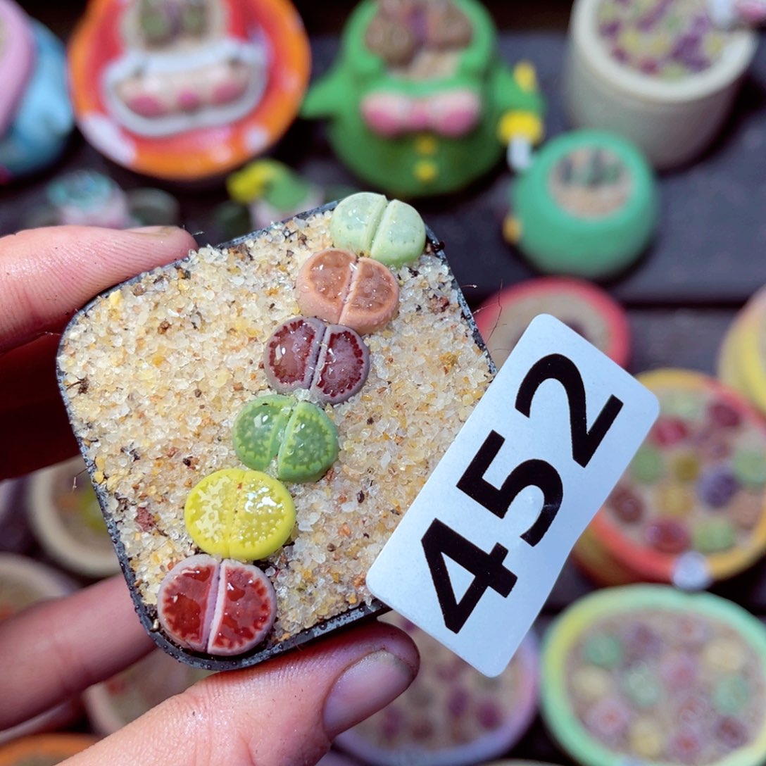 452生石花带盆发