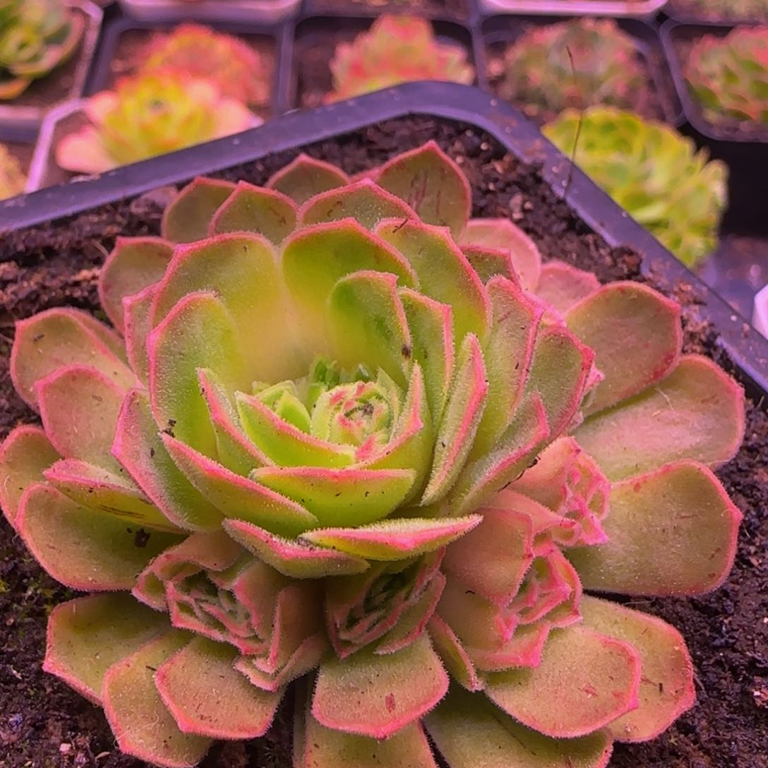 伊人捧花1424356565656565