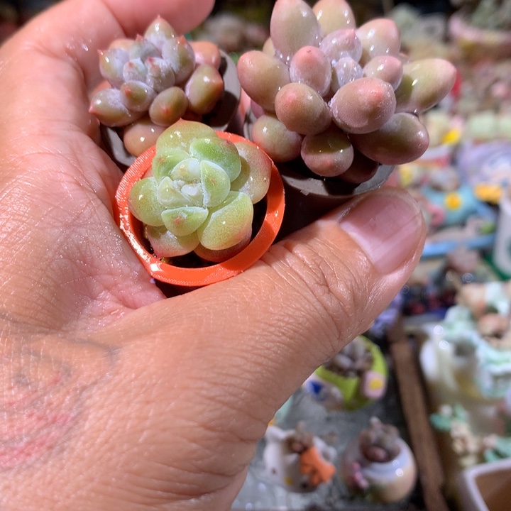 26号 福利奶酪冰玉带盆发货 满100包邮