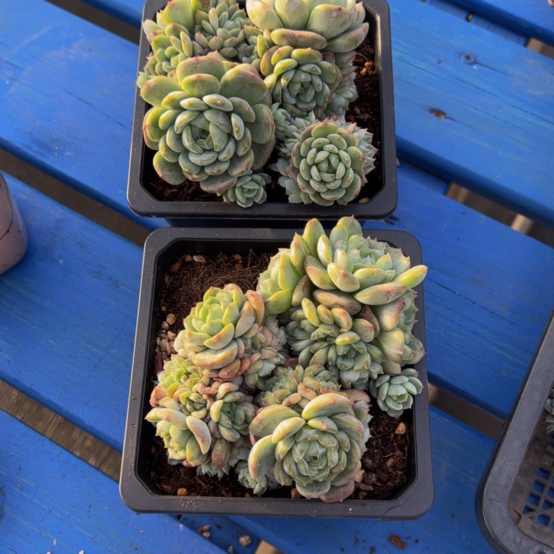 欣***悦白恋群生天天开心两颗