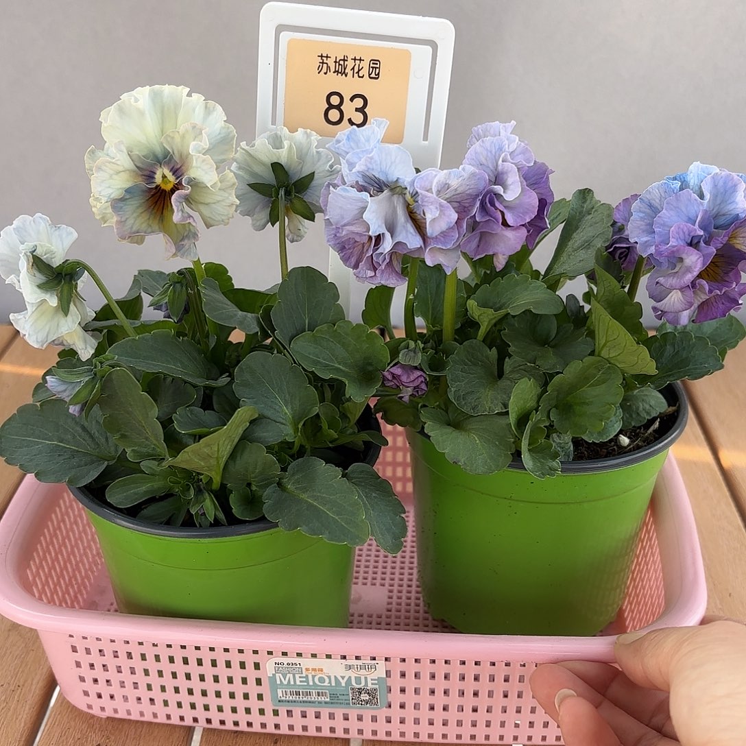 大部分开放少量花苞83