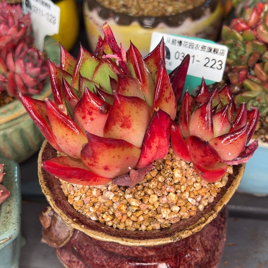 从前慢多肉精选编号0311.223