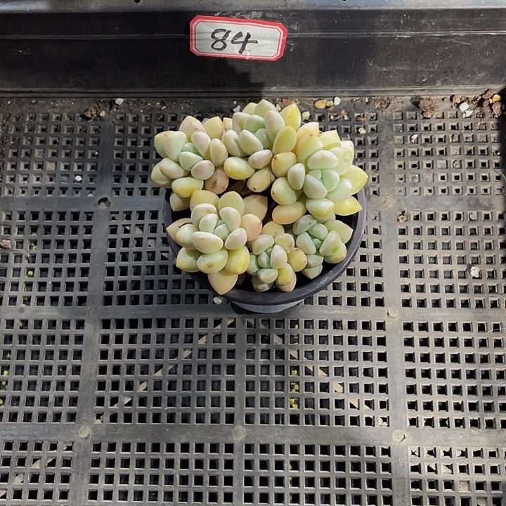 84号筐带盆土发货