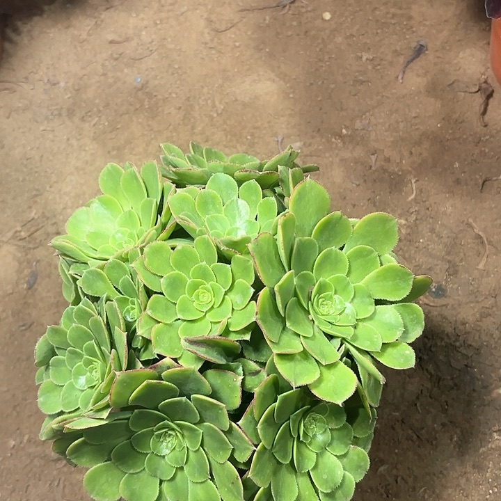 多肉植物沃里克25