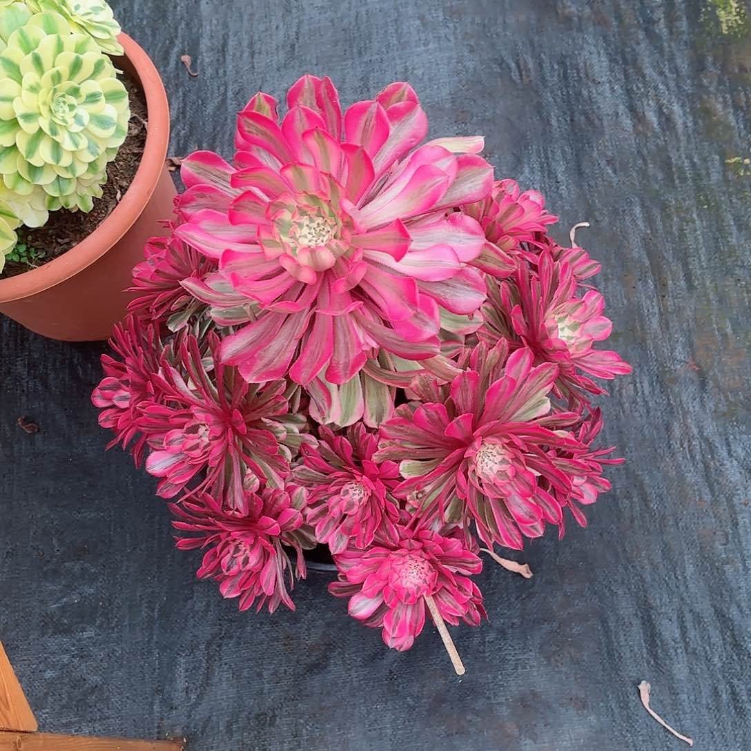 我在外面吃饭呢9999