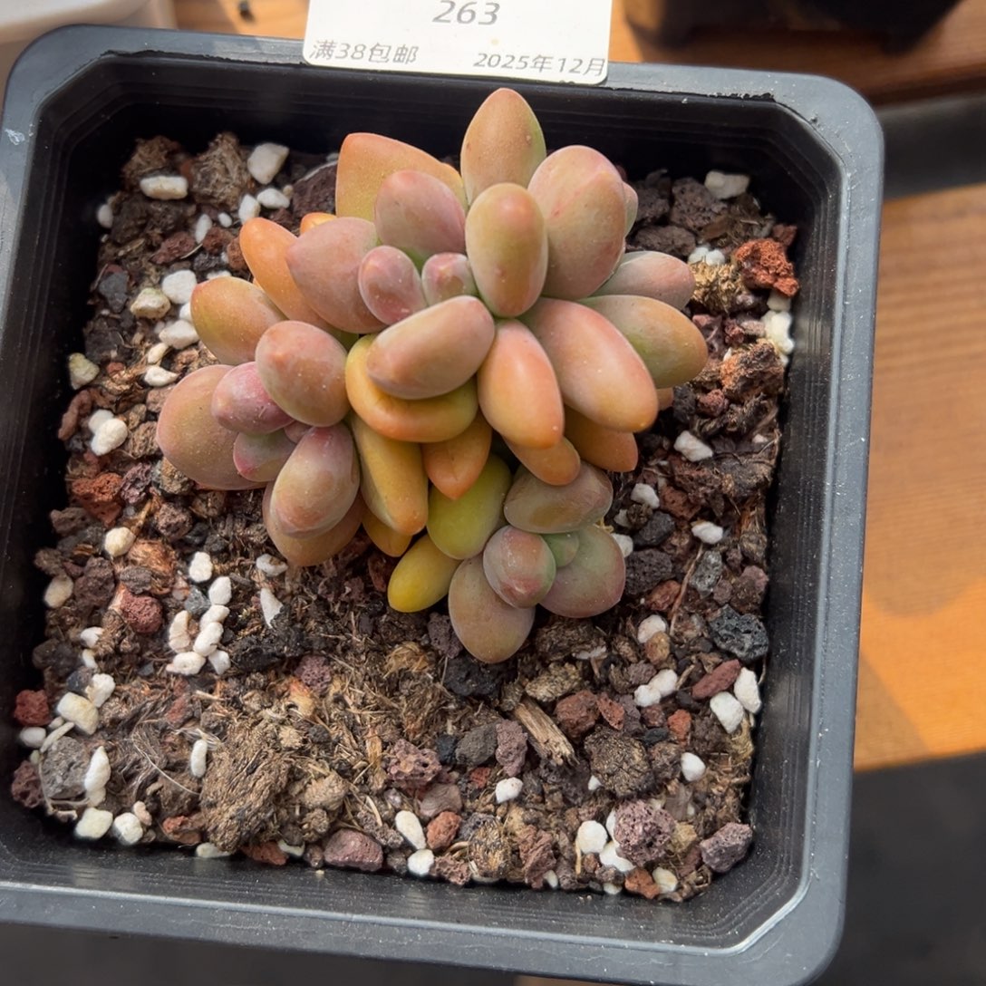 张张精品多肉甄选263