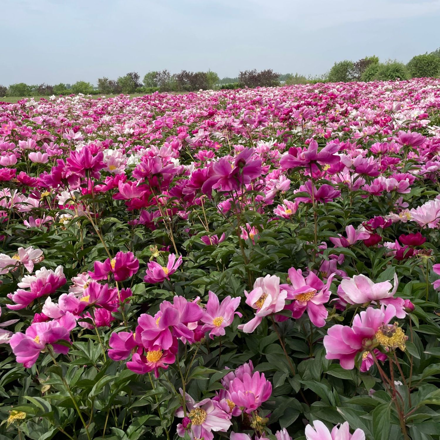 单瓣花【种生芍药】三年苗粉色粉白色花裸根发货