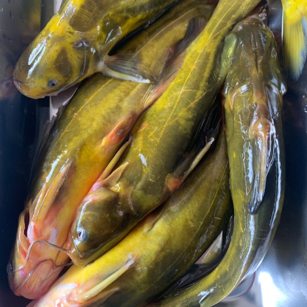 松花江冬捕冰下鱼黄冈鱼黄辣丁嘎牙子鱼4斤（免费处理内脏）