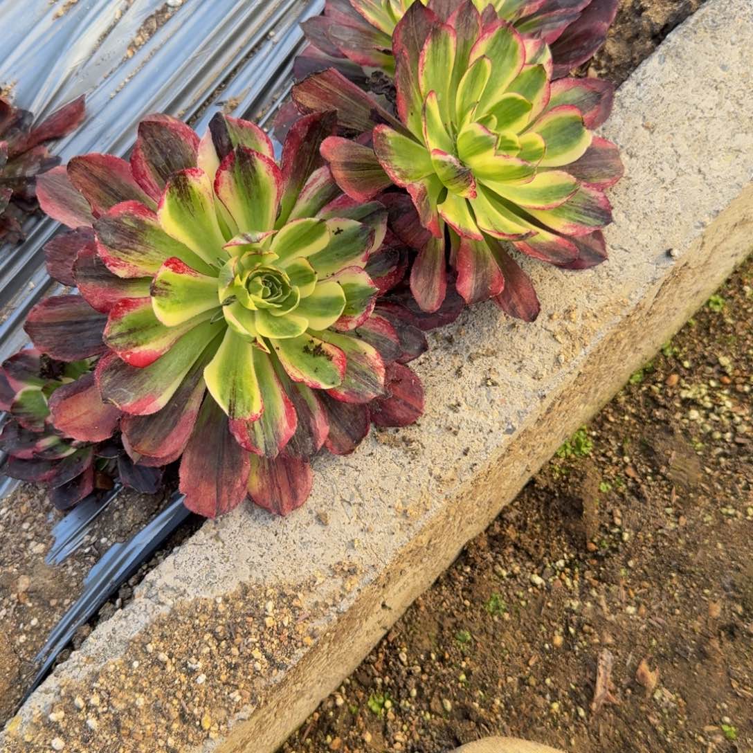 报***姐2个伯爵天娇。多肉植物