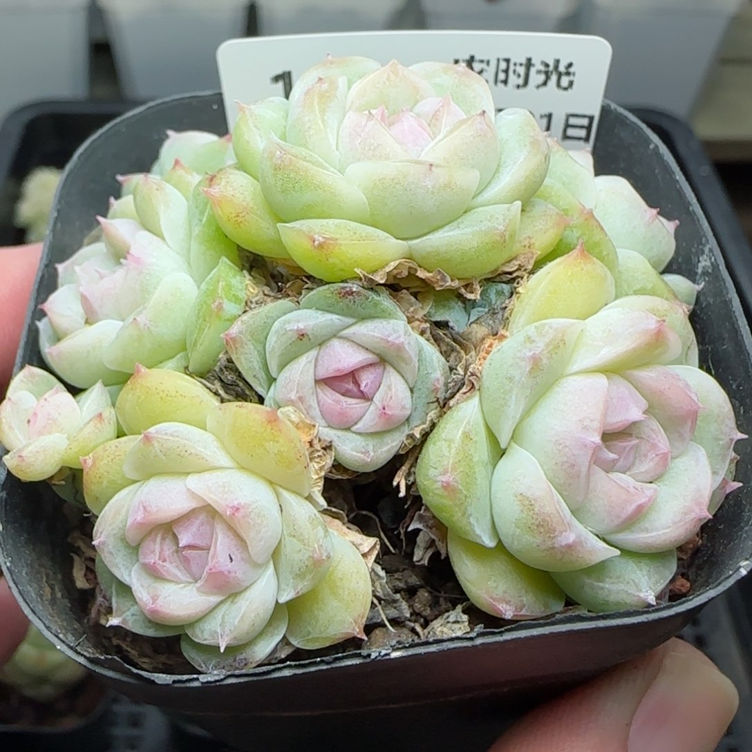 0121-126紫心麦秆散