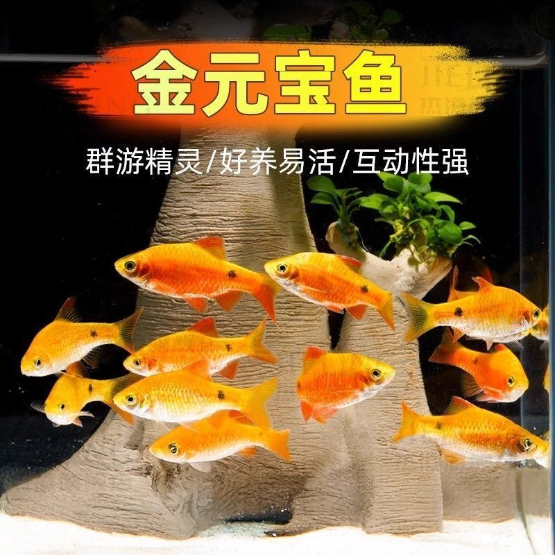 金元宝鱼新手入门冷水淡水耐养小型观赏鱼可群游