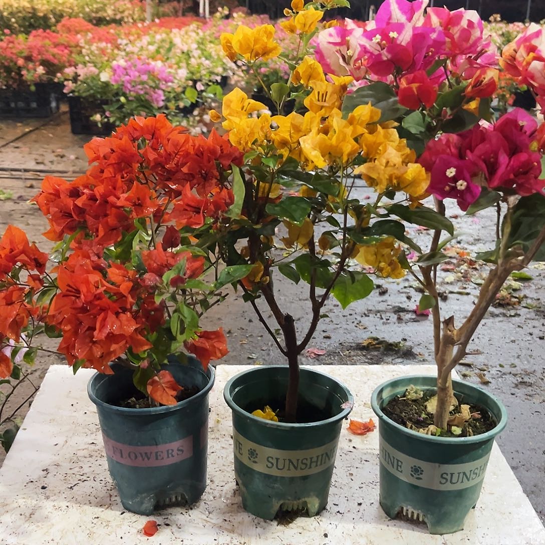 大部分花苞少量开放红桑巴，加州黄，哪吒