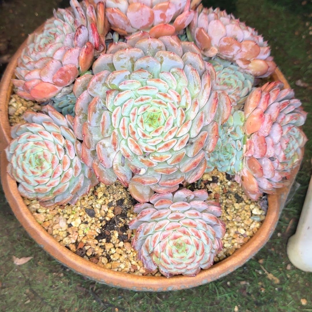 多肉植物多肉植物