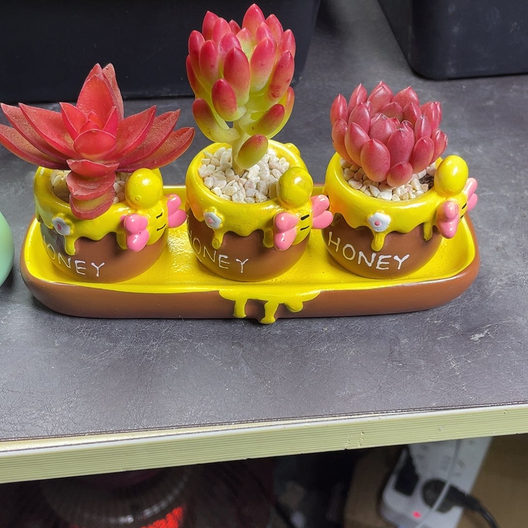 小黄蜂多肉一套一物一拍