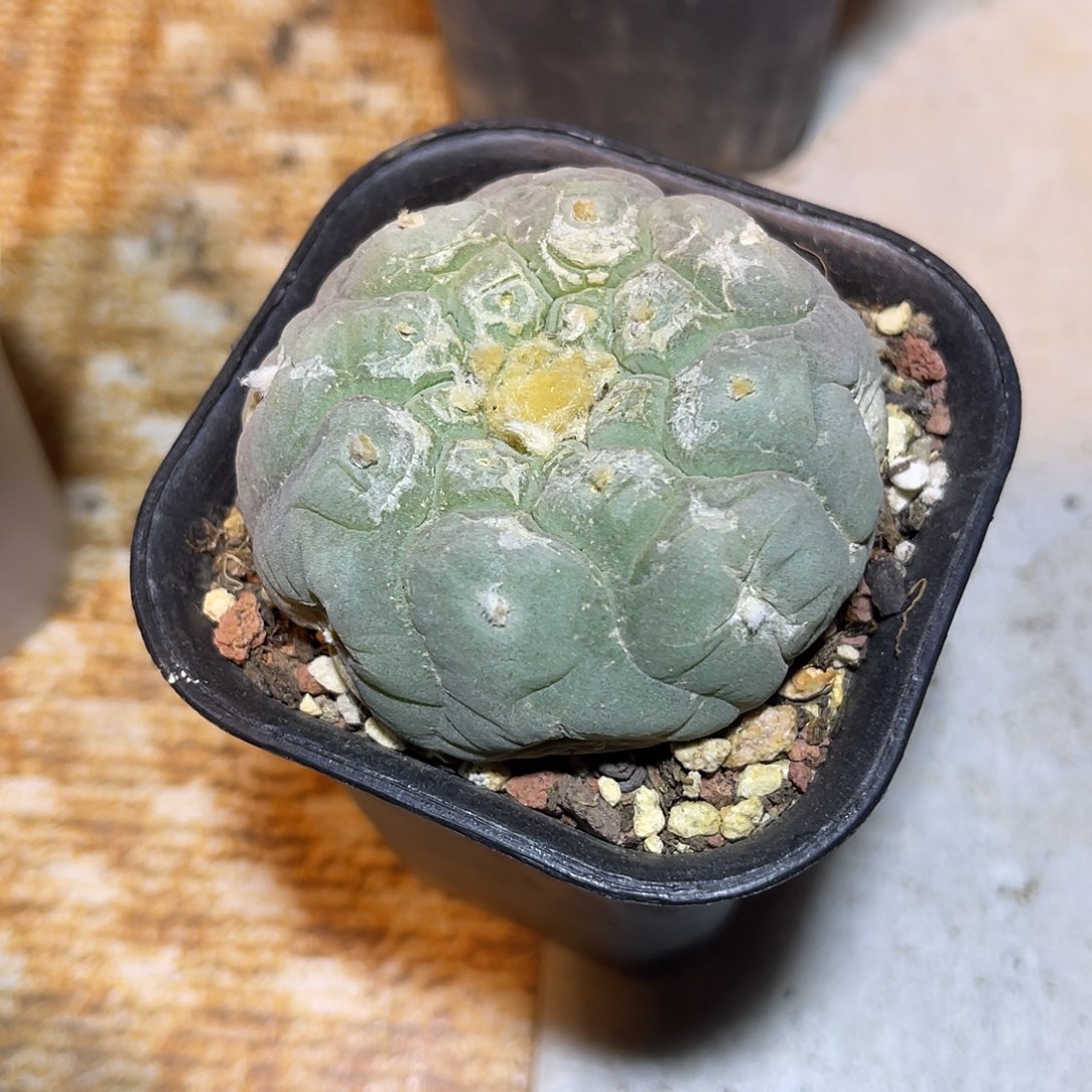 日系大尤龟甲鱼一物一拍