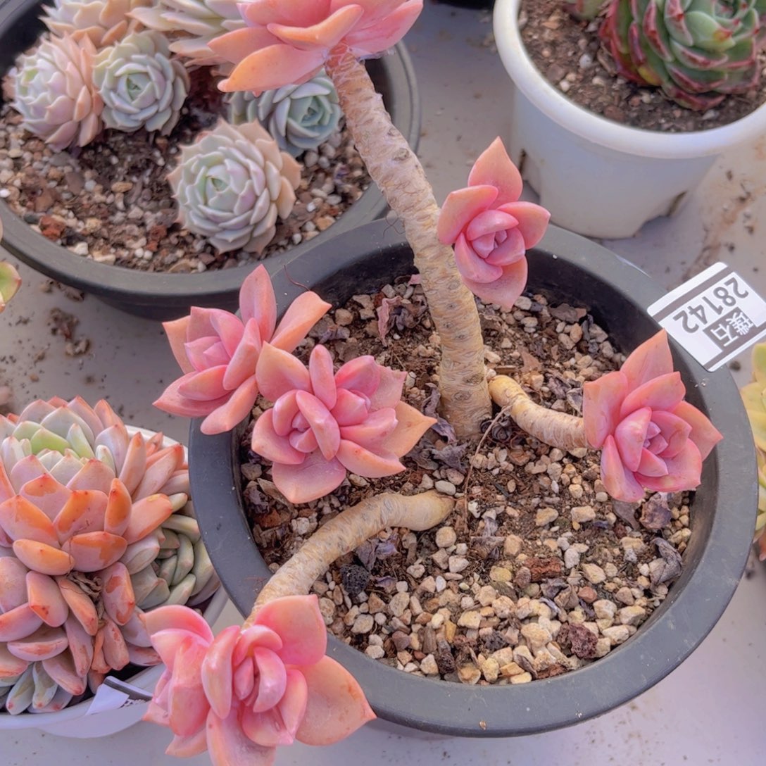 彩虹糖28142多肉植物