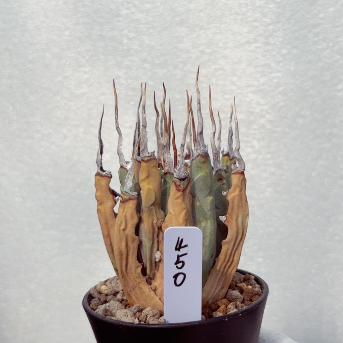 【闪购商品】熟桩活动价