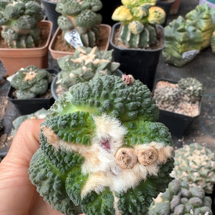 089菜花牡丹仙人球