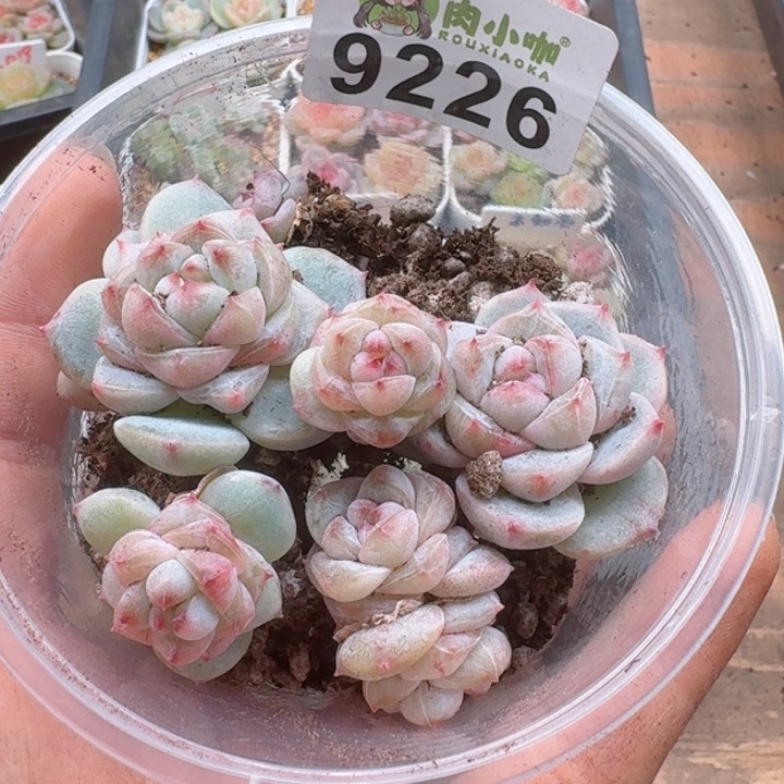 多肉植物多肉植物