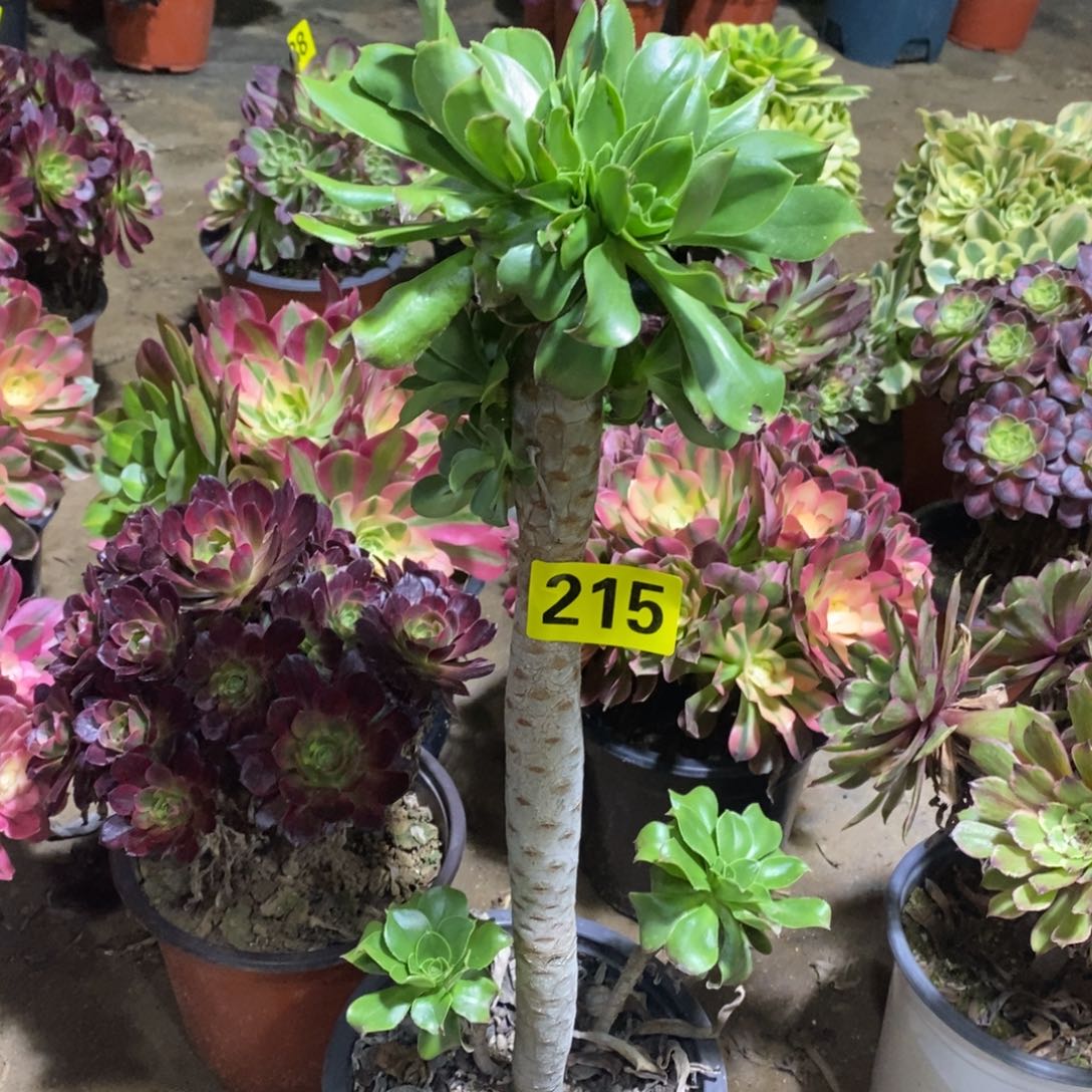 君美丽多肉法师215