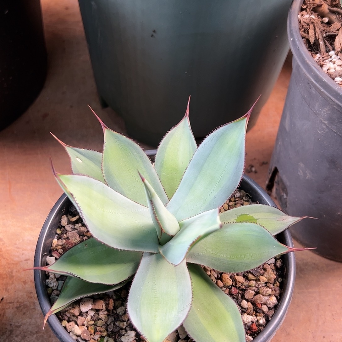 无花朵多肉植物白狐浅中