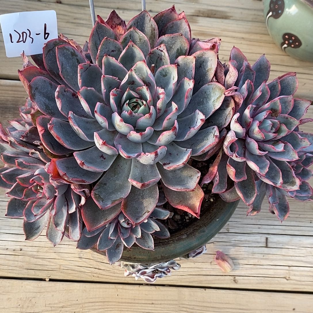 丫***人多肉植物赫拉1203-6