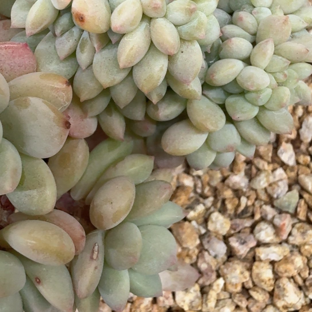 06.13白马缀化一个