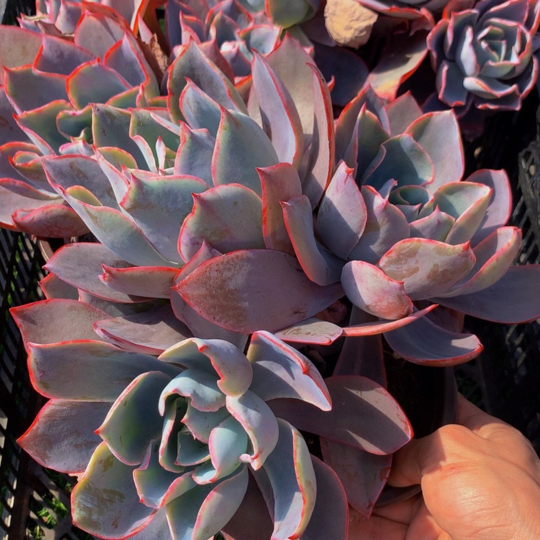 晚霞群三头起一颗